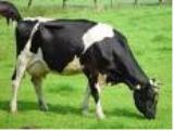 Duhallow Cattle