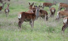 Deer