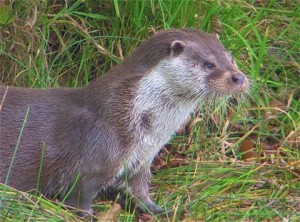 otter - ird duhallow life project