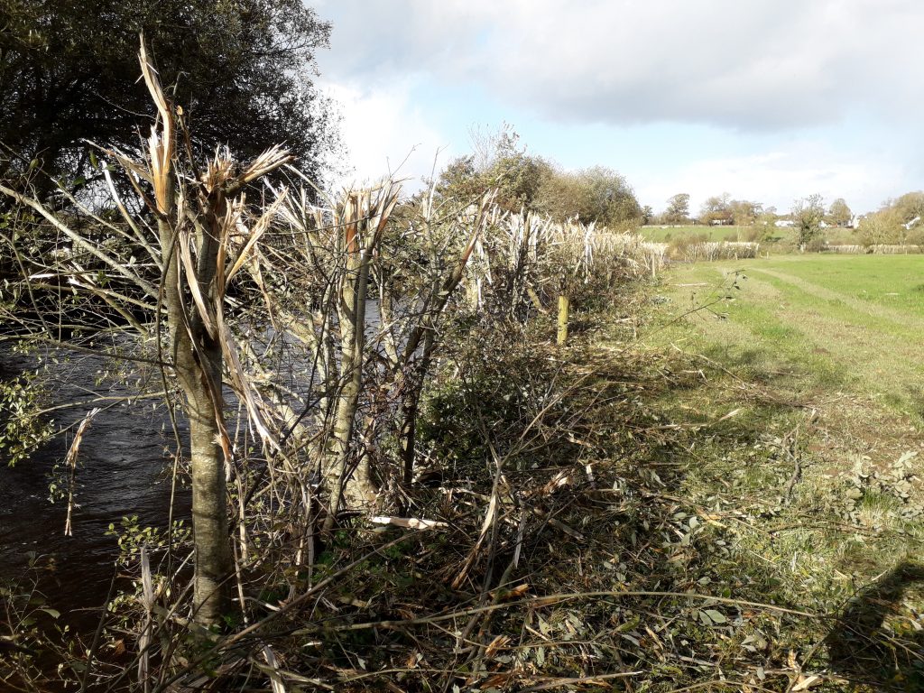 coppiced willow