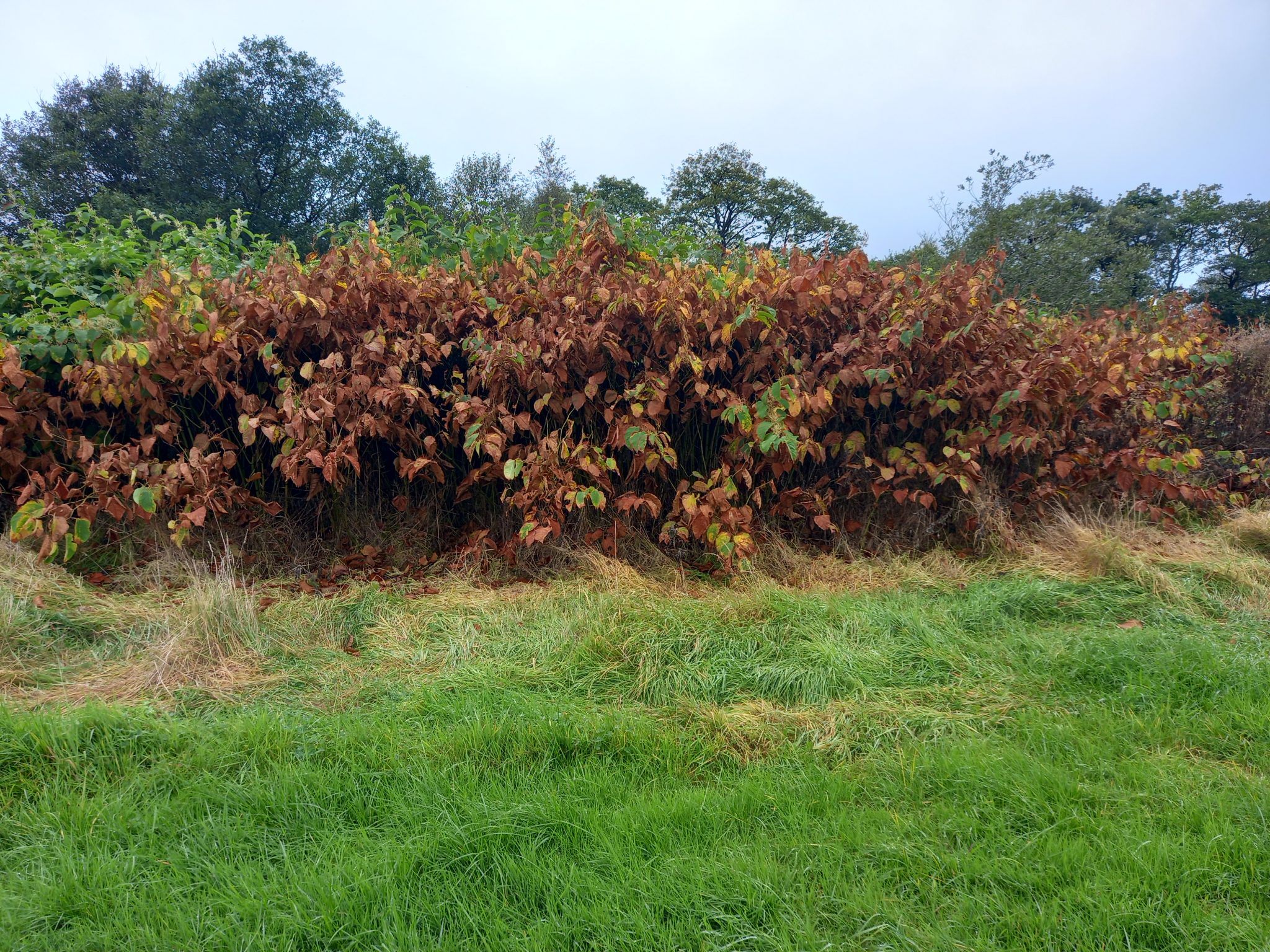 Japanese Knotweed control - IRD Duhallow